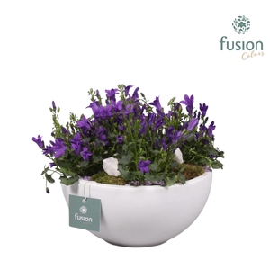 Keramieken moonschaal met arrangement Campanula 24uur levertijd