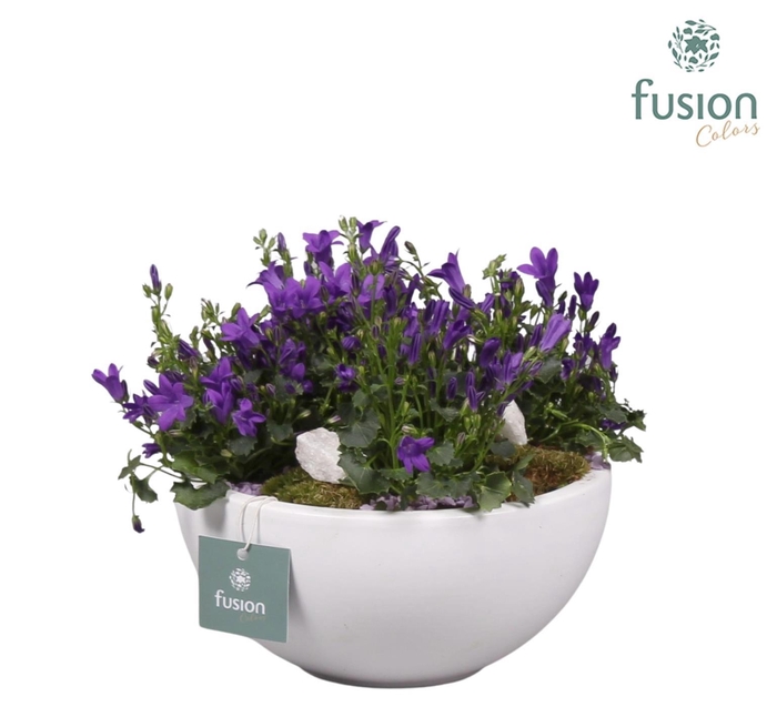 <h4>Keramieken moonschaal met arrangement Campanula 24uur levertijd</h4>