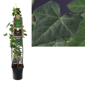 Hedera hibernica +3.0 label