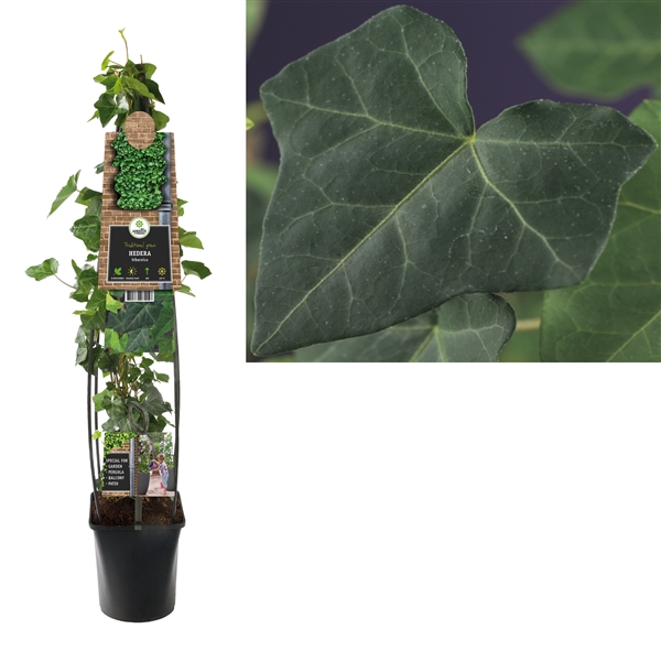 <h4>Hedera hibernica +3.0 label</h4>