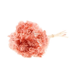 Bunch Hydrangea Pres.L30