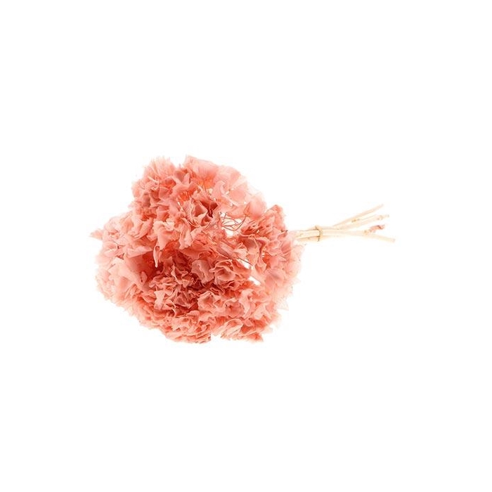 <h4>Bunch Hydrangea Pres.L30</h4>