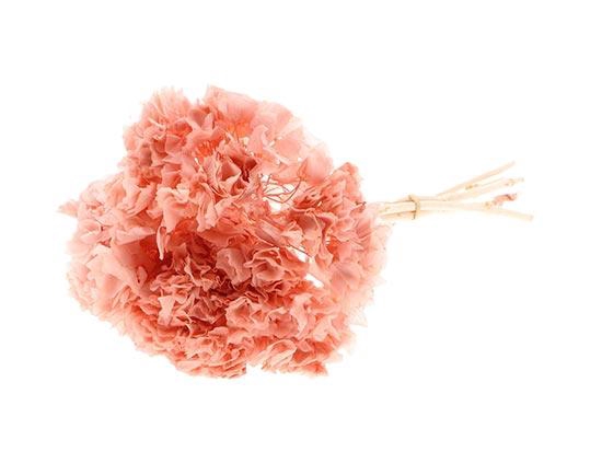 Bunch Hydrangea Pres.L30