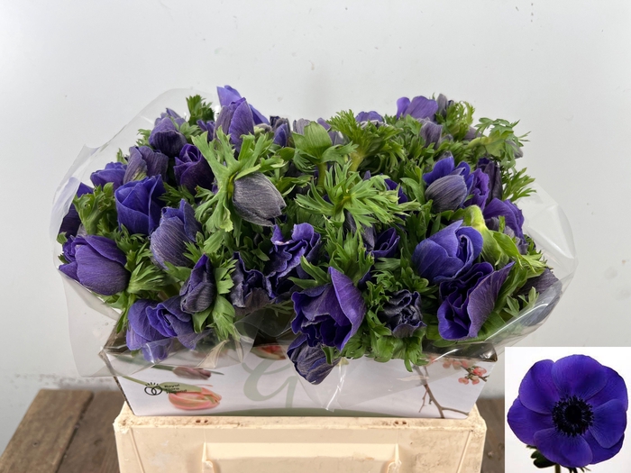 <h4>ANEM CO MAR BLUE</h4>