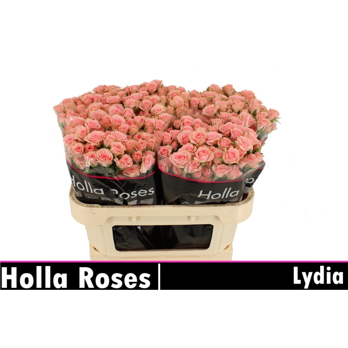 <h4>Lydia</h4>