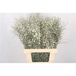 Ginster White Per Bunch