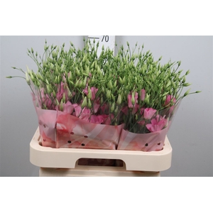 Eus E Botanic Pink