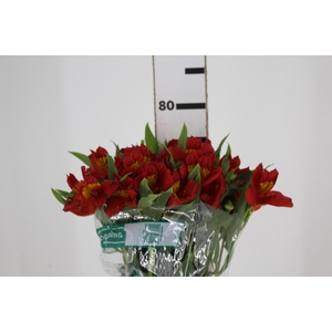 ALSTROEMERIA ANGELINA 080 CM