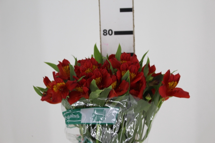 <h4>ALSTROEMERIA ANGELINA 080 CM</h4>
