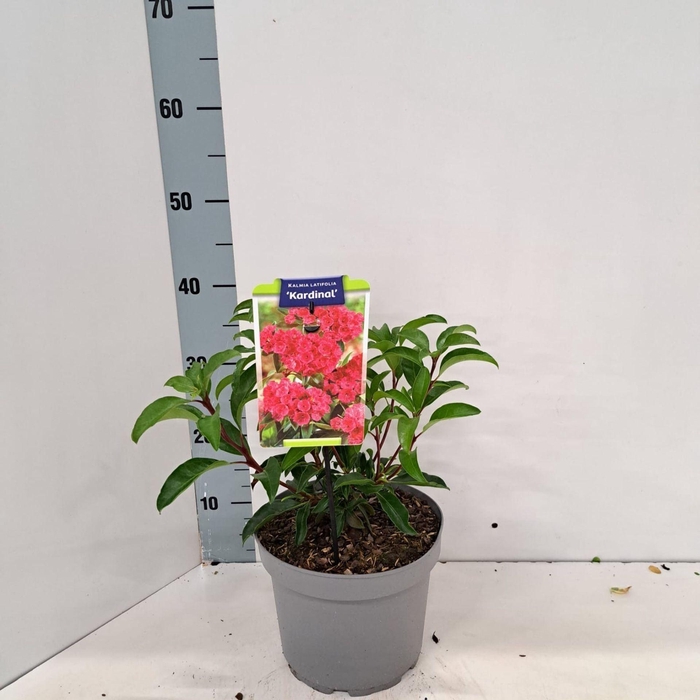 <h4>Kalmia latifolia</h4>