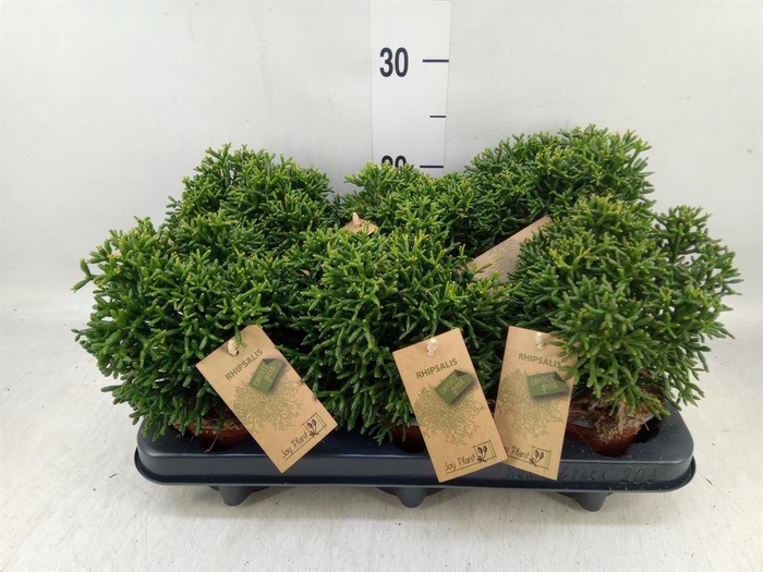 <h4>Rhipsalis ...</h4>