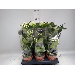 Stephanotis floribunda   ...