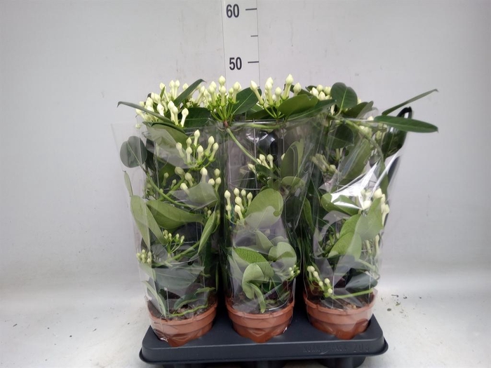 <h4>Stephanotis floribunda   ...</h4>