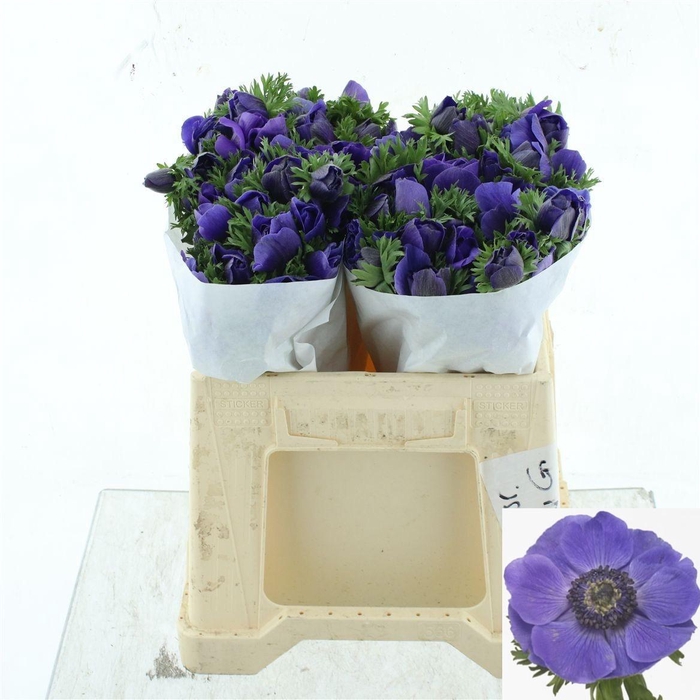 <h4>ANEM CO MIS + D BLUE</h4>