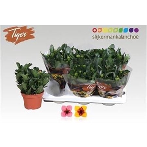 Kalanchoe blossfeldiana Tiger Single mélangé