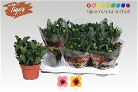 <h4>Kalanchoe blossfeldiana Tiger Single mélangé</h4>