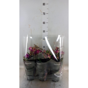 Phalaenopsis multi. 'Ant Chamonix'