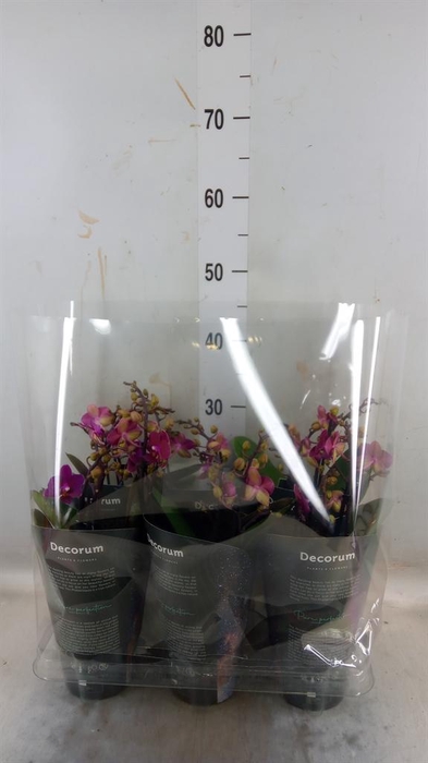 <h4>Phalaenopsis multi. 'Ant Chamonix'</h4>