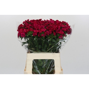 Dianthus Br Amazon Neon Cherry
