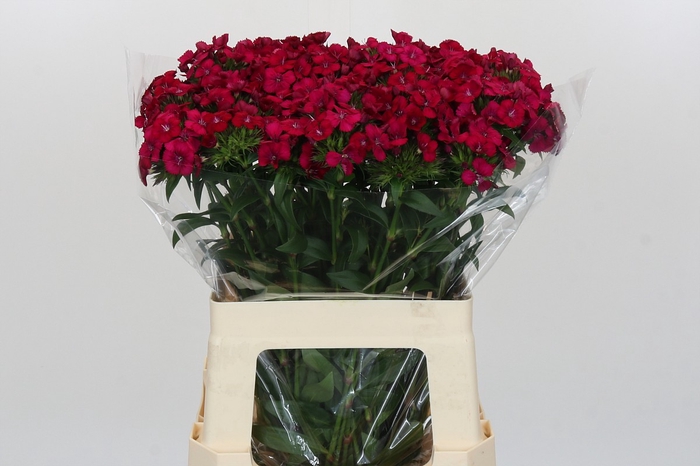 <h4>Dianthus Br Amazon Neon Cherry</h4>