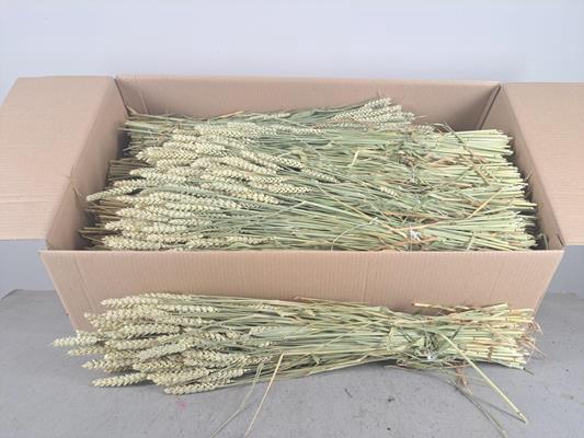 Df Triticum (tarwe) Bs