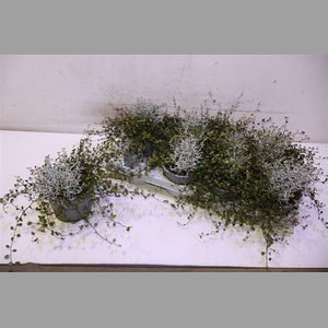 Leucoph Brownii