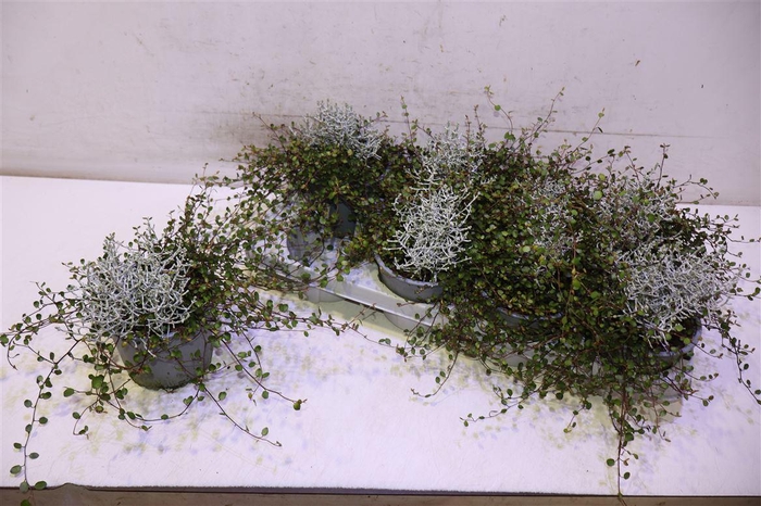 <h4>Leucoph Brownii</h4>