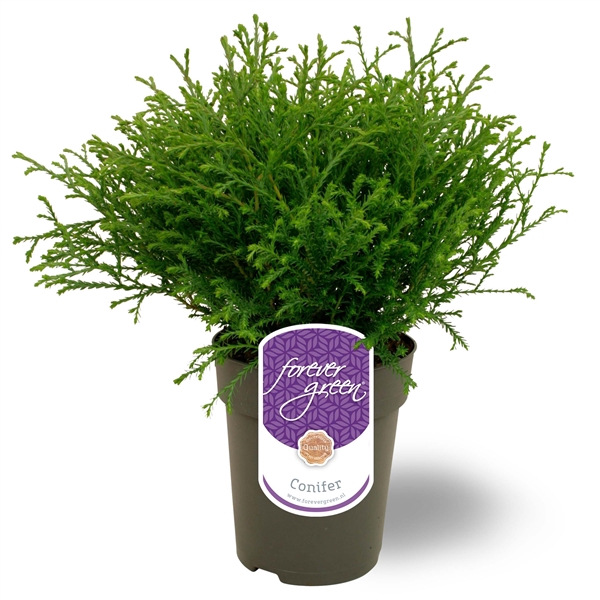 <h4>Thuja occidentalis 'Mr. Bowling Ball' P15</h4>