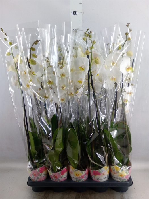 <h4>Phalaenopsis   ...white</h4>