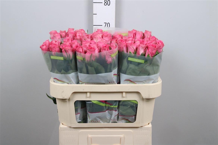 <h4>R Gr Watergame</h4>