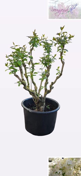 <h4>SYRI V LUCIE BALTET</h4>