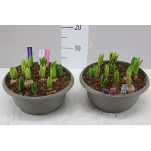 Hyacinthus Pearl Gemengd 12pp In Schaal X