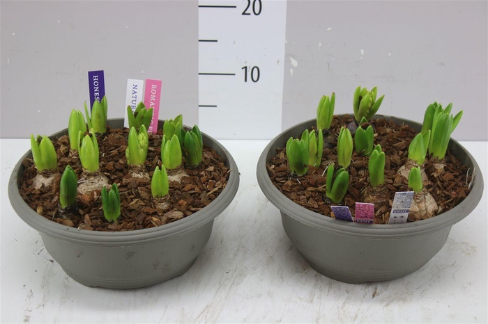 <h4>Hyacinthus Pearl Gemengd 12pp In Schaal X</h4>