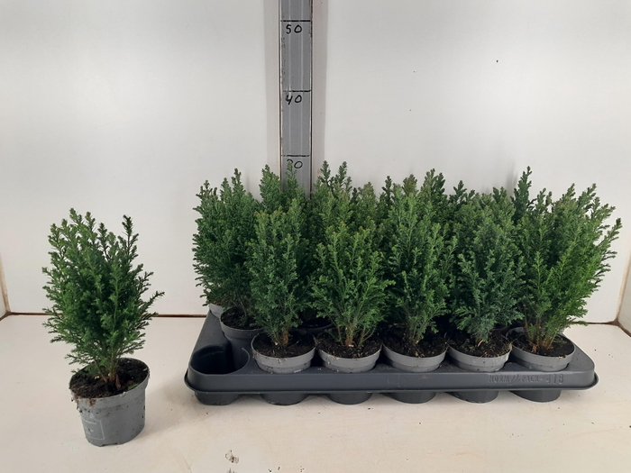 <h4>CHAM L ELLWOODII</h4>