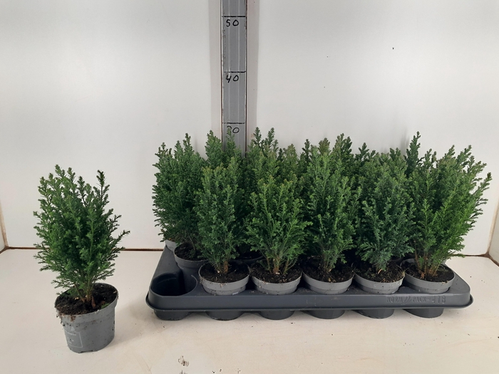 <h4>CHAM L ELLWOODII</h4>