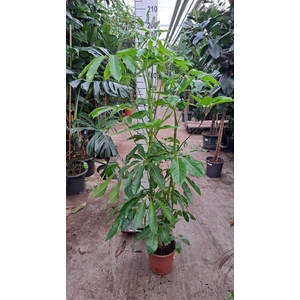 Schefflera actin. 'Amate'