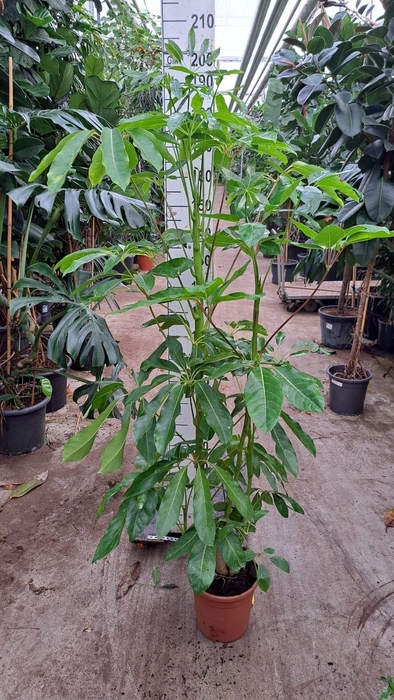 Schefflera actin. 'Amate'