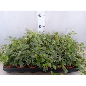 Hedera helix 'White Ripple'
