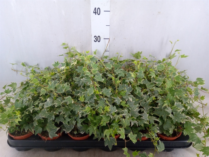 <h4>Hedera helix 'White Ripple'</h4>