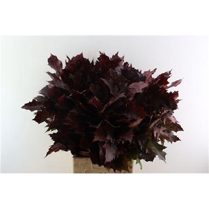 QUERCUS RED OPGETROKKEN
