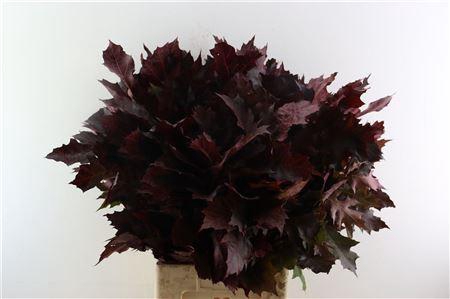 <h4>QUERCUS RED OPGETROKKEN</h4>