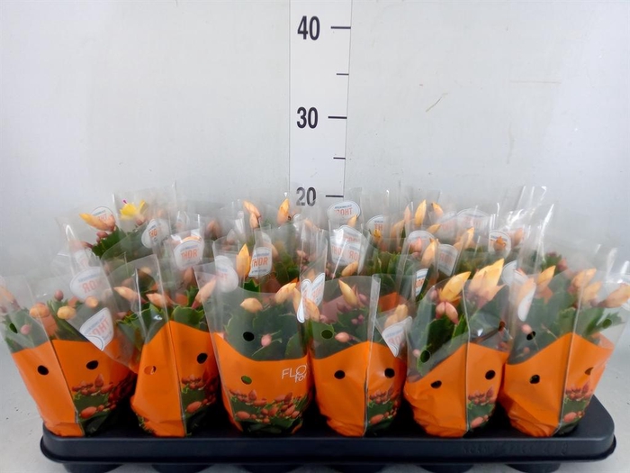 <h4>Schlumbergera   ...</h4>