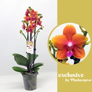 PHAL OV ORANJE