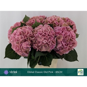 Hydr Elbtal Classic Old Pink 65 cm Vicini