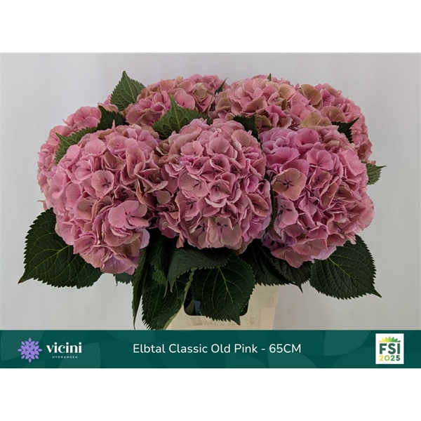 <h4>Hydr Elbtal Classic Old Pink 65 cm Vicini</h4>