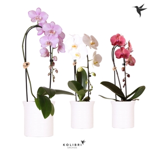Kolibri Orchids Phalaenopsis Cascade Niagara Fall mix 1 spike in Furrow pot white
