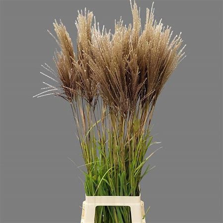 <h4>Misc Sinensis Brown</h4>