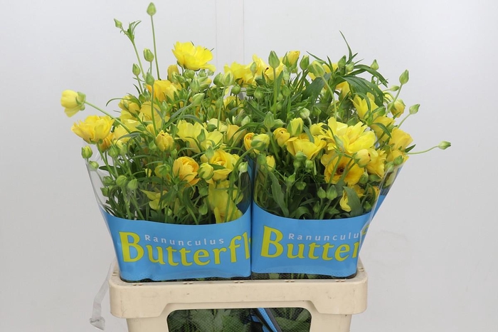 <h4>Ranunculus Butterfly Dione</h4>