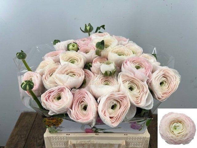 <h4>RAN SU HANOI</h4>