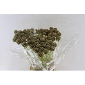 Scabiosa Stellata Seeds